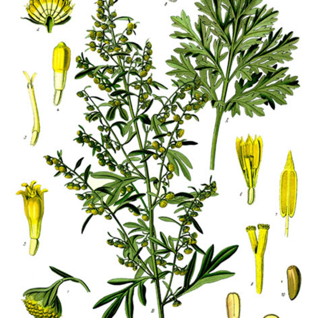 Absinth