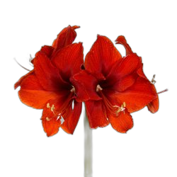 Amaryllis