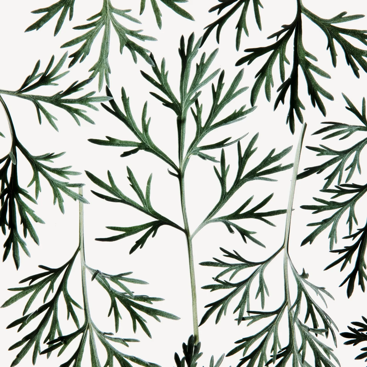Artemisia
