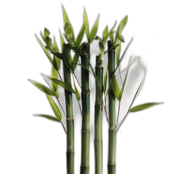 Bamboo