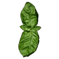 Basil