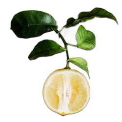 Bergamot