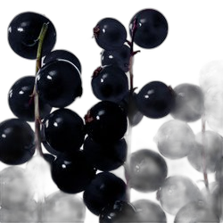 Blackcurrant