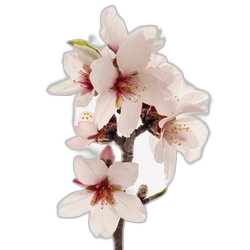 Blossoms