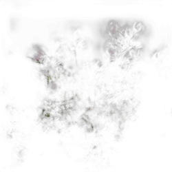 Boronia