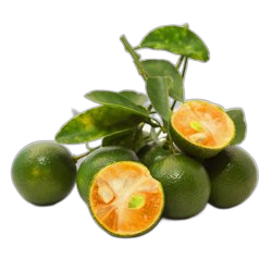 Calamondin