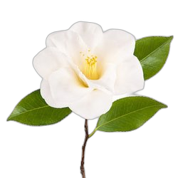 Camellia