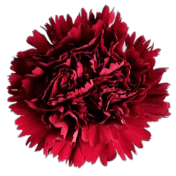Carnation