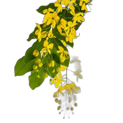 Cassia