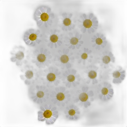 Chamomile