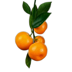 Chinotto