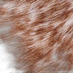 Civet