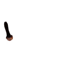 Clove