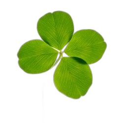 Clover