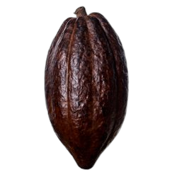 Cocoa