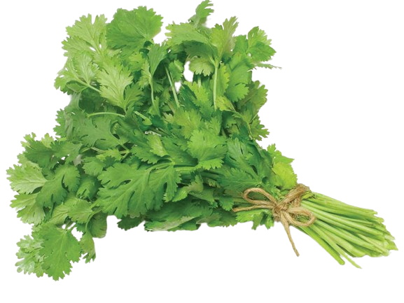 Coriander