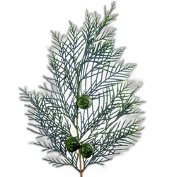 Cypress