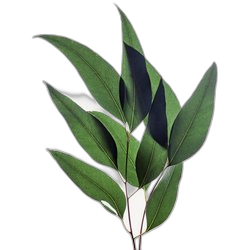Eucalyptus