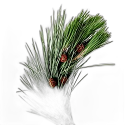 Fir