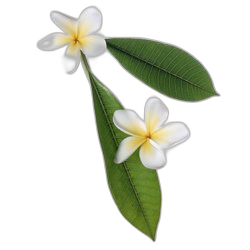 Frangipani
