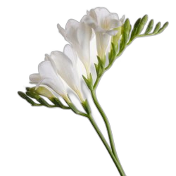 Freesia