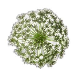 Galbanum