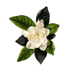 Gardenia