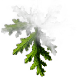 Geranium