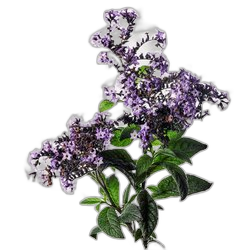 Heliotrope