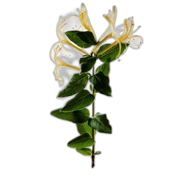 Honeysuckle