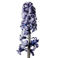 Hyacinth