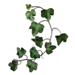 Ivy