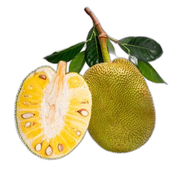 Jackfruit
