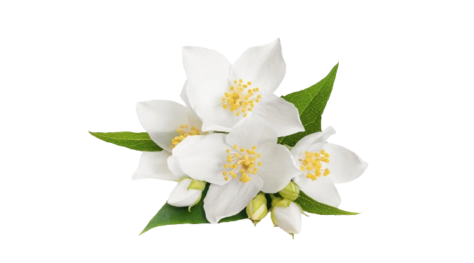 Jasmine