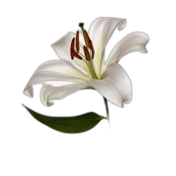 Lily