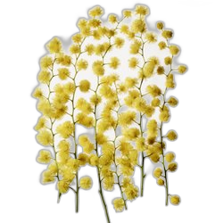 Mimosa