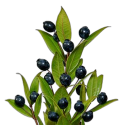 Myrtle