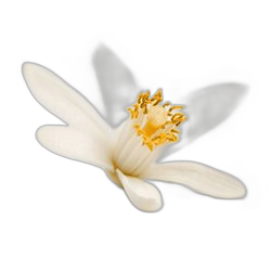 Neroli