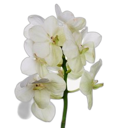 Orchid