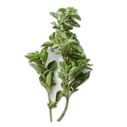 Oregano