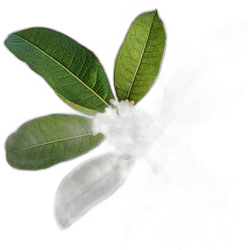 Osmanthus