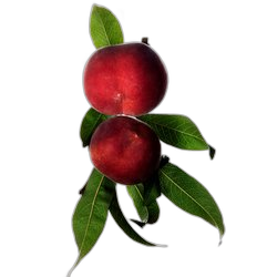 Peach