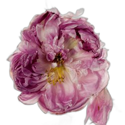 Peony