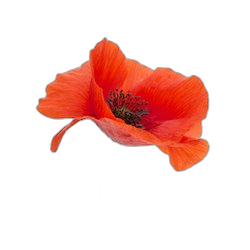 Poppy