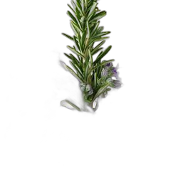 Rosemary