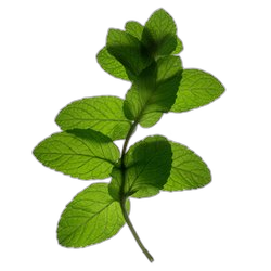 Spearmint