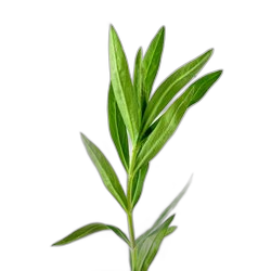 Tarragon