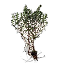 Thyme