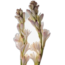Tuberose