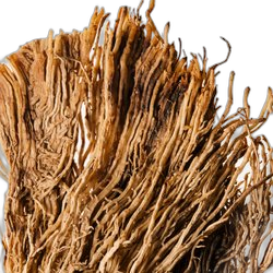 Vetiver